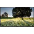 65 in. 3840 x 2160 HDMI LED LCD Monitor - TAA, DP DVI Sizepeaker 24 x 7 - Landscape & Portrait - 3 Year