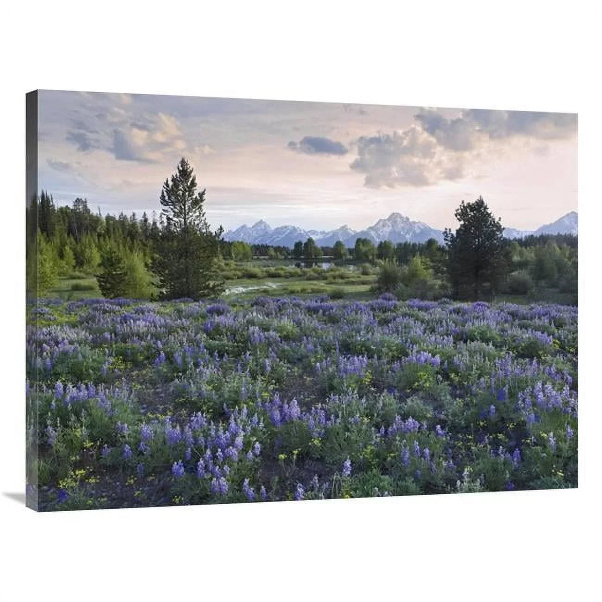 30 x 40 in. Lupine Meadow, Grand Teton National Park, Wyoming Art Print - Tim Fitzharris